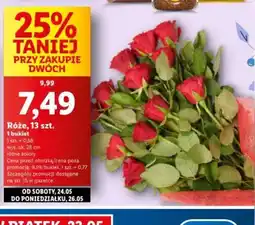 Lidl Róże oferta