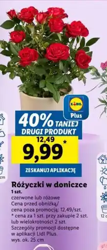 Lidl Różyczki w doniczce oferta