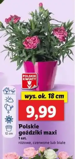 Lidl Polskie goździki maxi oferta