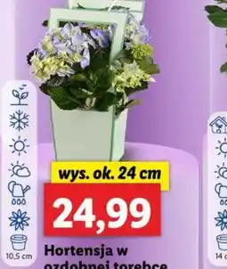 Lidl Hortensja w ozdobnej torebce oferta
