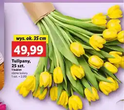 Lidl Tulipany oferta