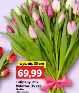 Lidl Tulipany, mix kolorów oferta