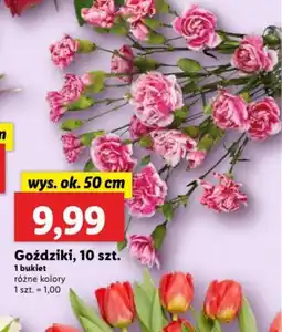 Lidl Goździki oferta