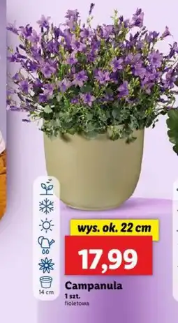 Campanula