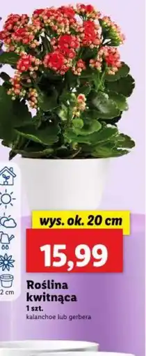 Lidl Roślina kwitnąca oferta