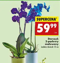 Biedronka Storczyk 2-pędowy malowany oferta