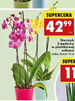 Biedronka Storczyk 2-pędowy w plastikowej ostonce oferta
