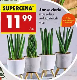 Biedronka Sansevieria oferta