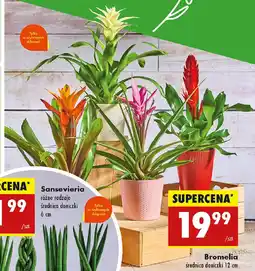 Biedronka Bromelia oferta