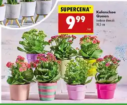 Biedronka Kalanchoe Queen oferta