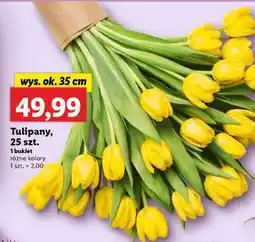 Lidl Tulipany, 25 szt oferta