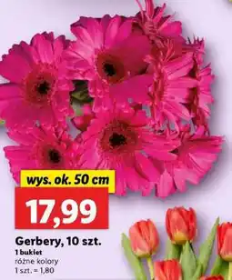 Lidl Gerbery 10 szt oferta