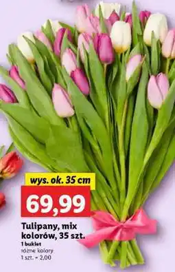 Lidl Tulipany, mix kolorów, 35 szt oferta