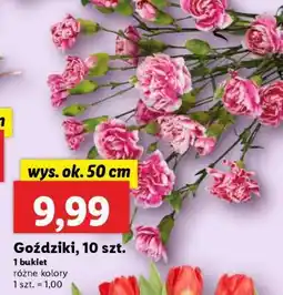 Lidl Goździki, 10 szt oferta