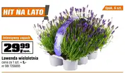 OBI Lawenda Hit oferta