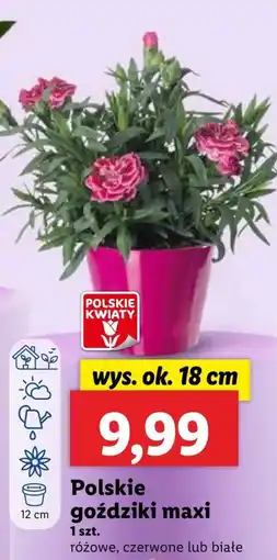 Lidl Goździki Polskie kwiaty oferta