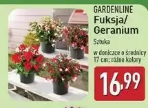 ALDI Geranium śr. don. 17 cm Gardenline oferta