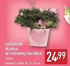 ALDI Azalia w różowej torebce Gardenline oferta
