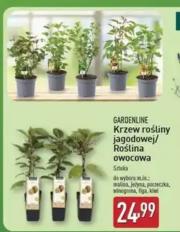 ALDI Pnącza kiwi Gardenline oferta