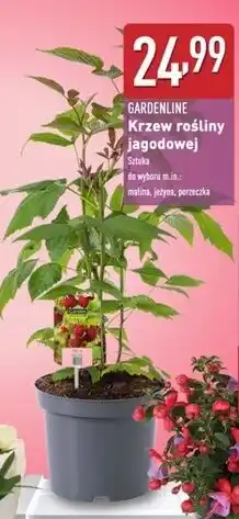 ALDI Krzew porzeczka Gardenline oferta