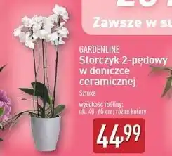 ALDI Storczyk 2-pędowy Gardenline oferta