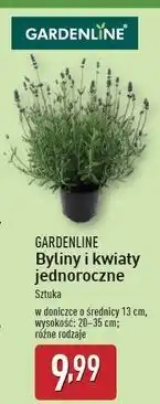 ALDI Lawenda don. 13 cm Gardenline oferta