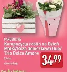 ALDI Róża trio dolce amore Gardenline oferta