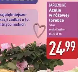 ALDI Azalia w różowej torebce Gardenline oferta