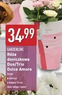 ALDI Róża trio dolce amore Gardenline oferta