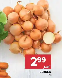 Stokrotka Cebula 1 kg Stokrotka oferta