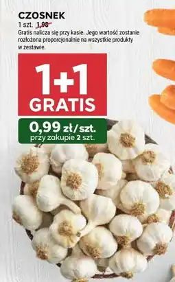 Stokrotka Czosnek 1 szt. Stokrotka oferta