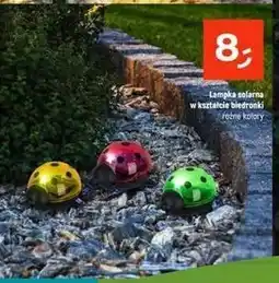 Dealz Lampka solarna biedronka oferta