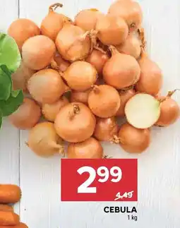 Stokrotka Cebula Stokrotka oferta