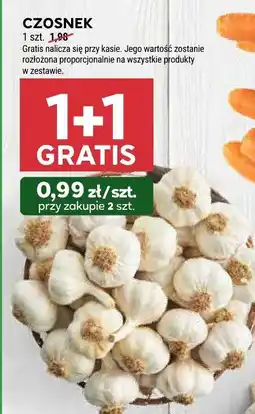 Stokrotka Czosnek Stokrotka oferta