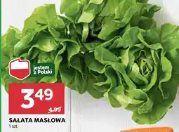 Stokrotka Sałata masłowa Stokrotka oferta