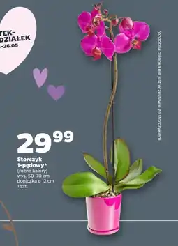 Netto Storczyk oferta