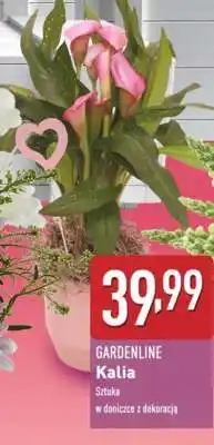 ALDI GARDENLINE Kalia oferta