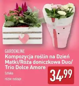 ALDI Kompozycja roślin na Dzień Matki/Róża doniczkowa Duo/Trio Dolce Amore oferta