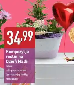 ALDI Kompozycja roślin na Dzień Matki oferta