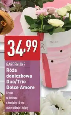 ALDI Róża doniczkowa Duo/Trio Dolce Amore oferta