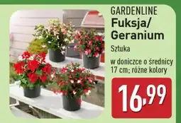 ALDI GARDENLINE Fuksja/Geranium oferta