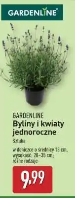 ALDI GARDENLINE Byliny i kwiaty jednoroczne oferta