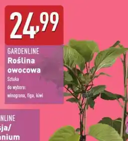 ALDI GARDENLINE Roślina owocowa oferta