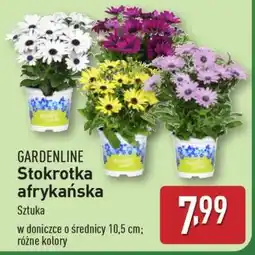 ALDI GARDENLINE Stokrotka afrykańska oferta