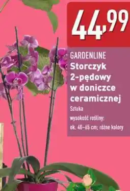 ALDI Storczyk 2-pędowy w doniczce ceramicznej oferta