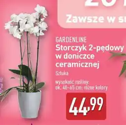 ALDI Storczyk 2-pędowy w doniczce ceramicznej oferta