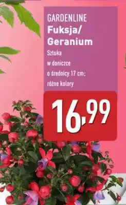 ALDI GARDENLINE Fuksja/Geranium oferta