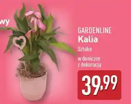 ALDI GARDENLINE Kalia oferta