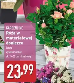 ALDI GARDENLINE Róża w materiałowej doniczce oferta