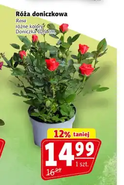 Róża w doniczce Rosa